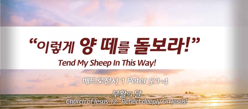 Church of Jesus 12 베드로전서 5:1-4 “이렇게 양 떼를 돌보라.”